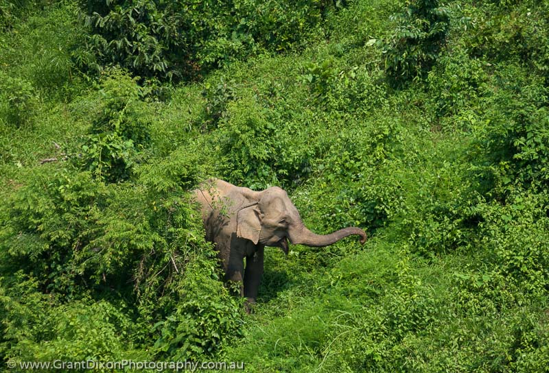 image of Sayaboury elephant browsing